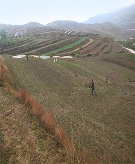 20200729111134492 陇南柴胡标准化种植试验田